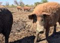 Village Farm